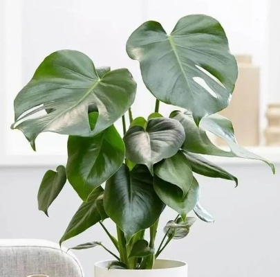 净化空气的室内盆栽植物有哪些？最适合放在家中的5种空气净化植物